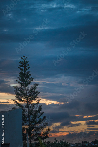 Pino y el cielo azul photo