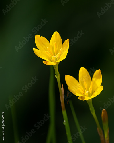 Yellow Rain Lily flowers glowing in sunlight © MalcStock
