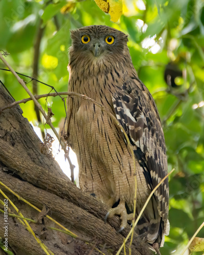 Brown Fish Owl on a branch