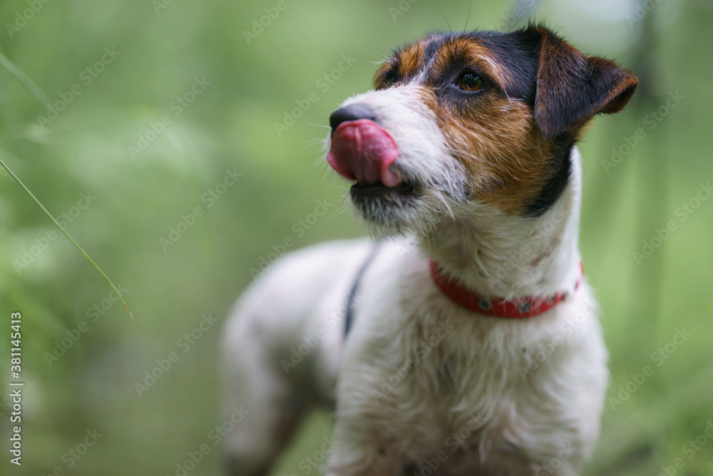 Jack Russell terrier in park with water, beautiful blurry colors
