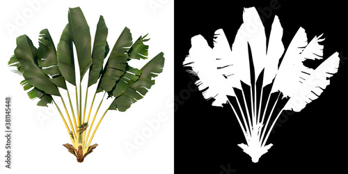 Front view of plant (Young  Traveller's Tree Palm 2) tree png with alpha channel to cutout made with 3D render  photo