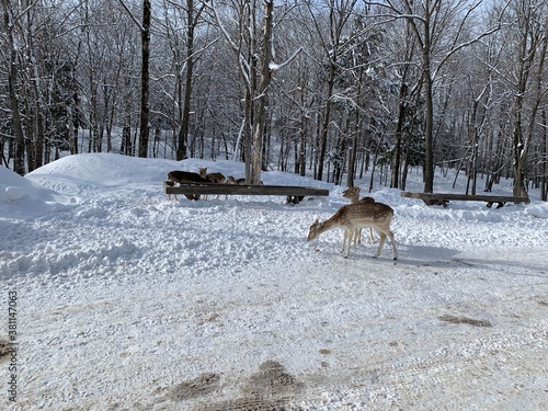 Beautiful deers and reindeers with big woods in an animals park, Omega Parc, in Quebec, Montebello, Canada.