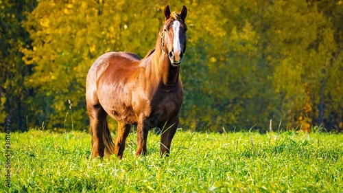 Portrait of a red horse in green grass against a background of yellow autumn trees.