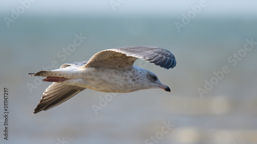 Gull in flights