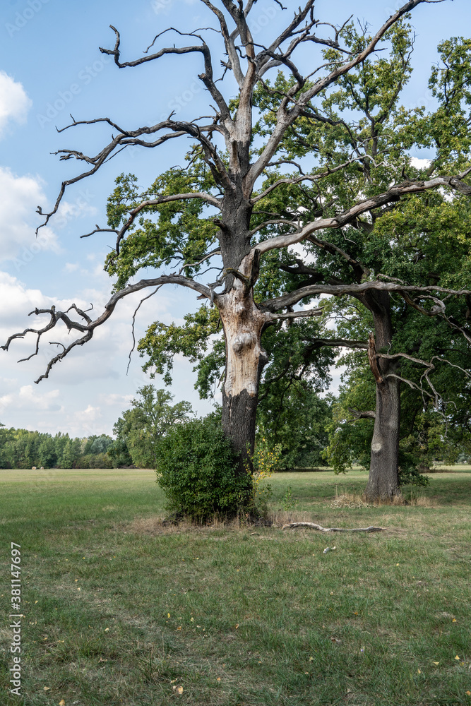 Abgestorbene Eiche im Naturschutzgebiet Kühkopf Abgestorbene Eiche im Naturschutzgebiet Kühkopf