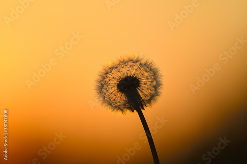 Dandelion