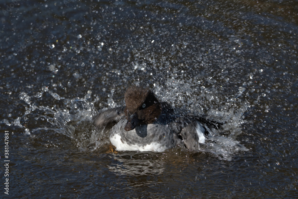 Obraz premium Female Common Goldeneye splashing about in the water.