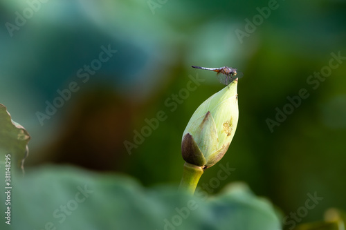 lotus in the farm photo