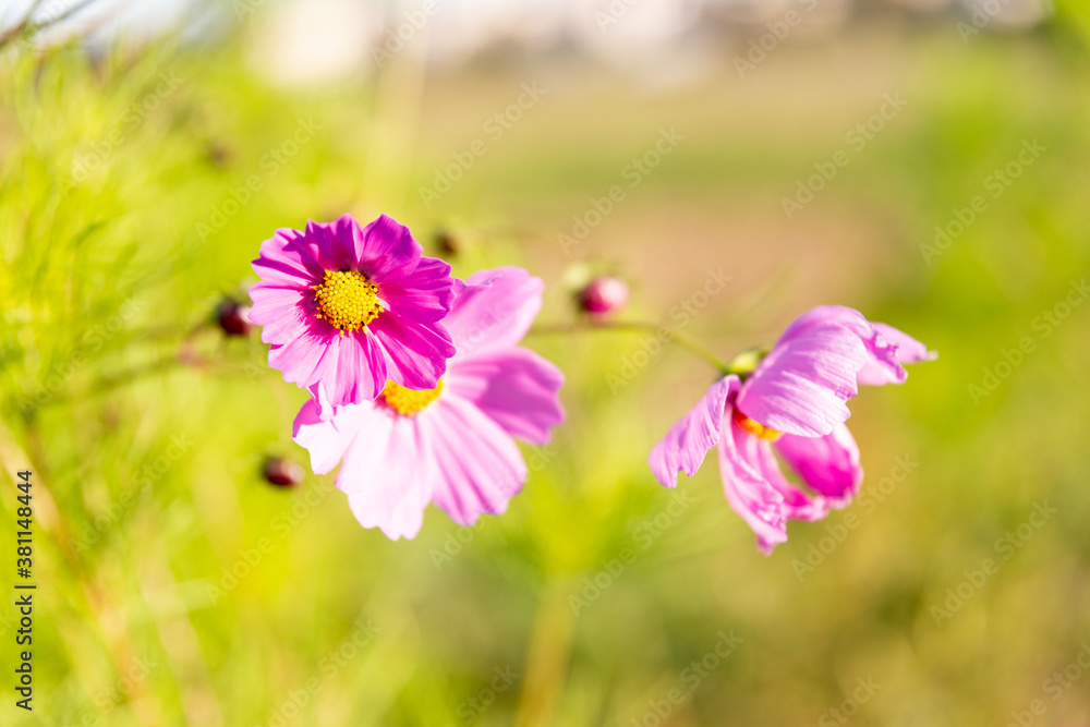 Fototapeta premium Flower