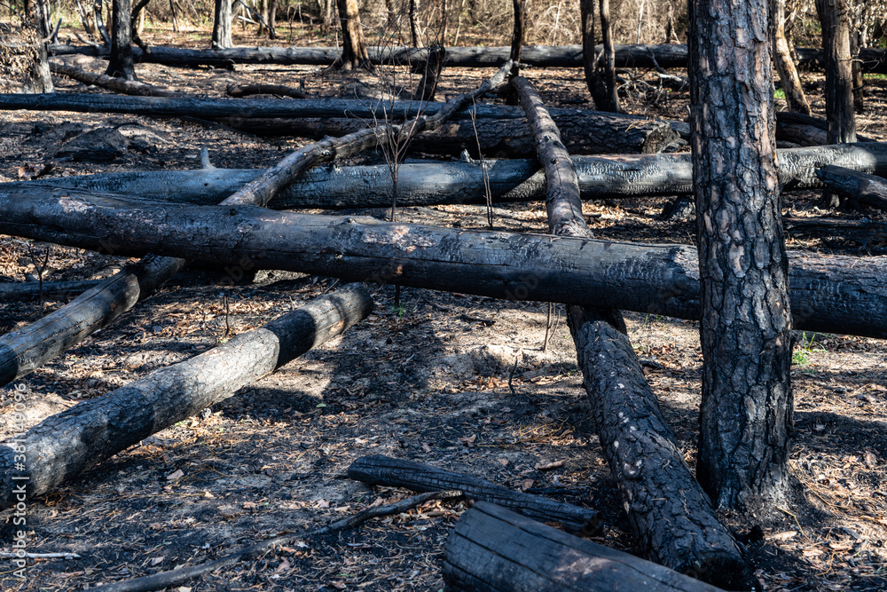 Zerstörter Wald nach einem Waldbrand Zerstörter Wald nach einem Waldbrand