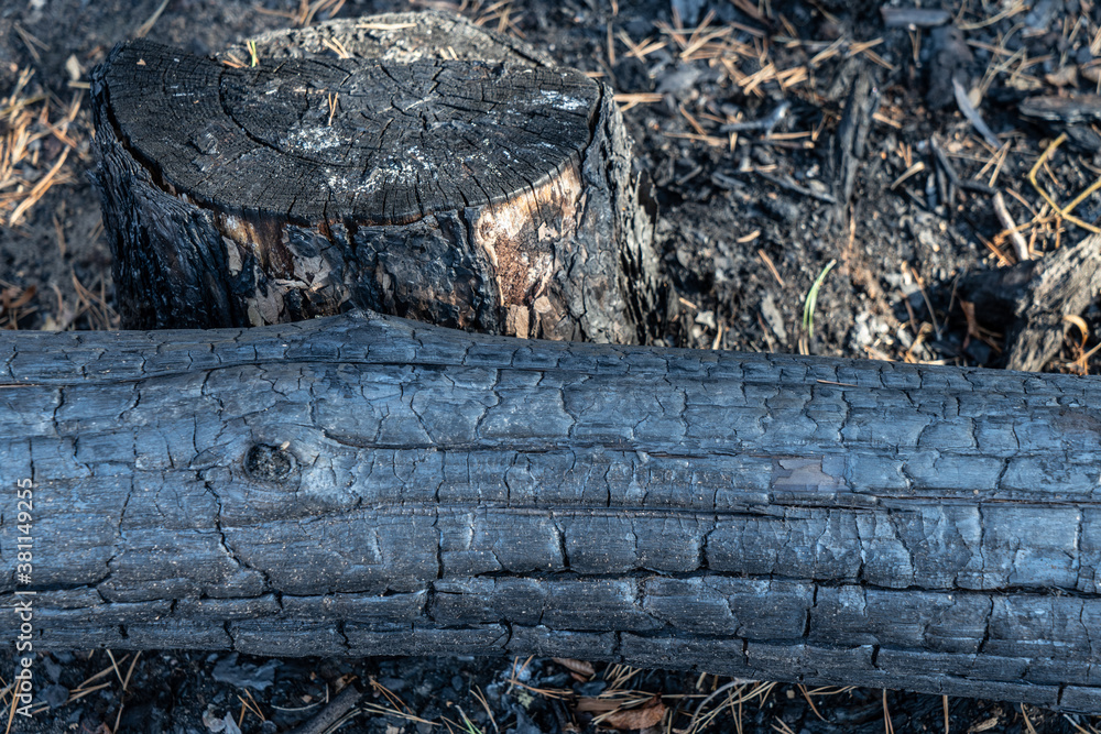Zerstörter Wald nach einem Waldbrand Zerstörter Wald nach einem Waldbrand