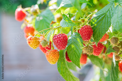 Close-up of fresh ripe first raspberries in the garden.