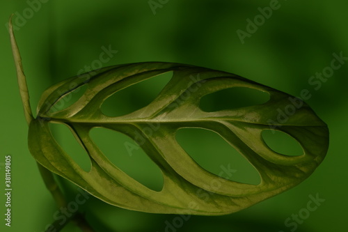 Close up of leaf Monstera Adansonii on green background. Monstera adansonii is a tropical houseplant with distinctive holes and notches in the leaves.
