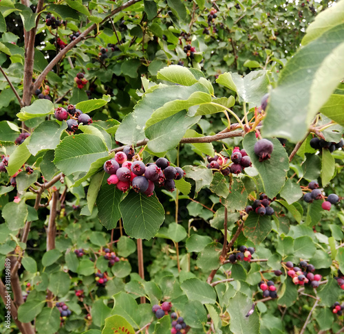  ripe berries of shadberry among leaves in forest