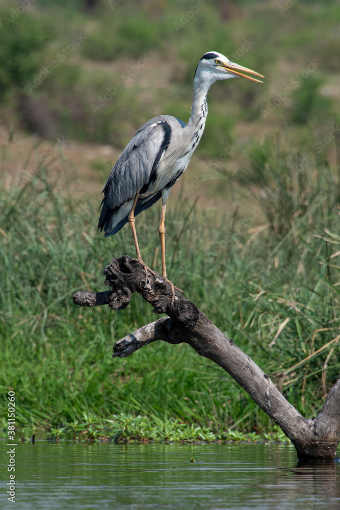 Fototapeta premium Héron cendré, Ardea cinerea, Grey Heron