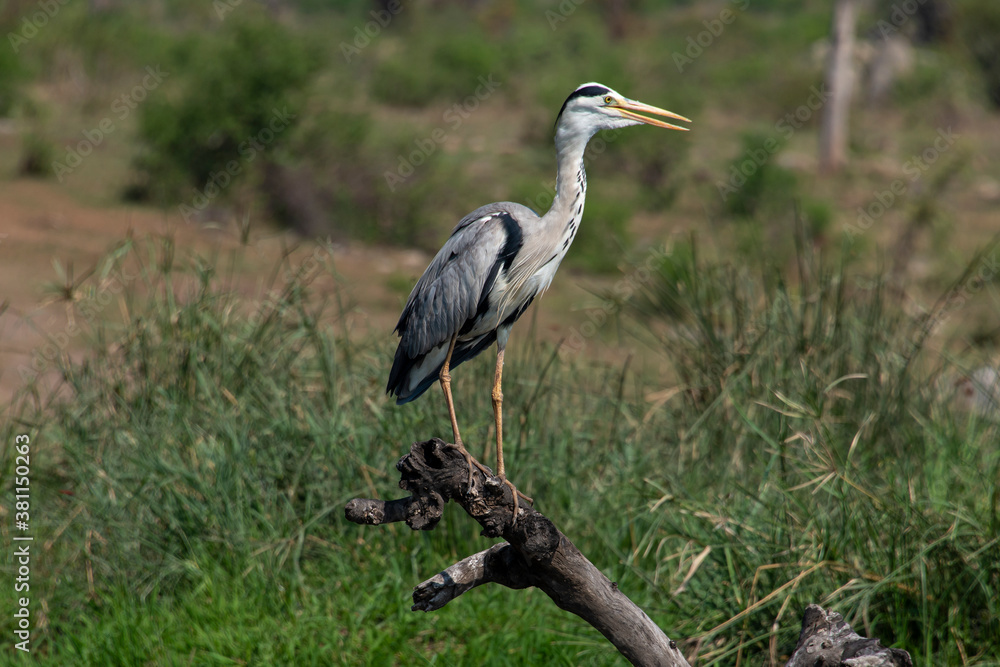 Obraz premium Héron cendré, Ardea cinerea, Grey Heron