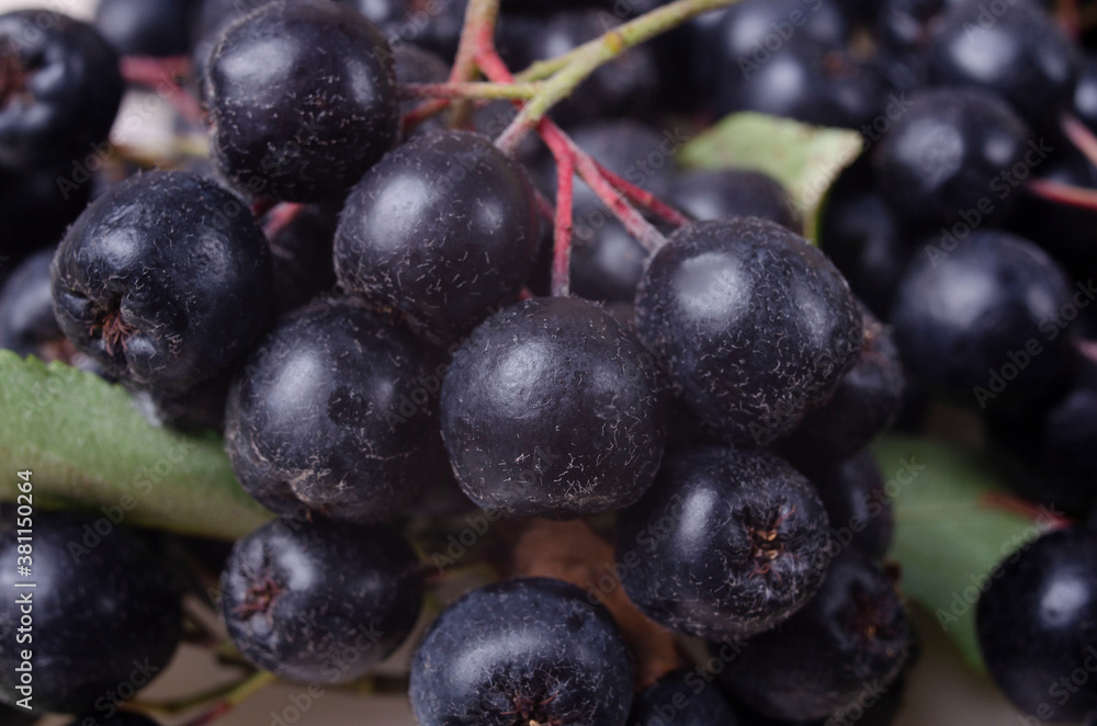 Ripe chokeberry on branch closeup. Summer sunny day (Aronia melanocarpa) Ripe chokeberry on branch closeup. Summer sunny day (Aronia melanocarpa)