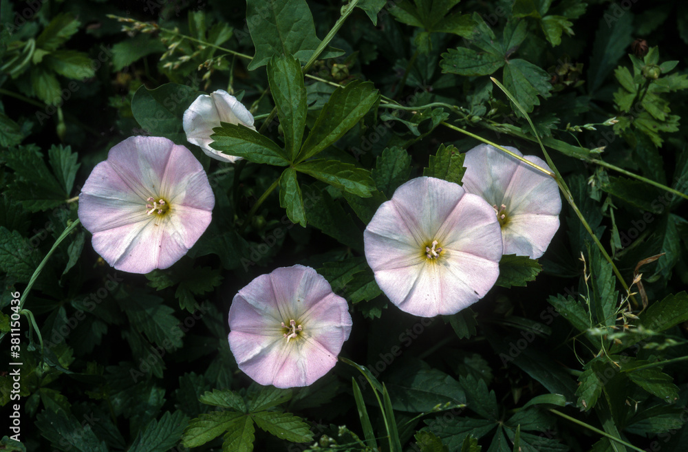 Liseron des champs, Convolvulus arvensis Liseron des champs, Convolvulus arvensis