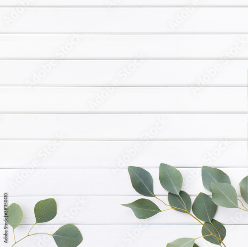 Green leaves of eucalyptus branches on a wooden background.