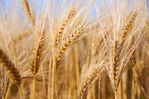ear of wheat on blue sky