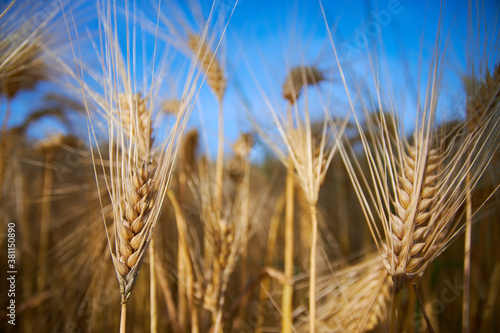 ear of wheat on blue sky