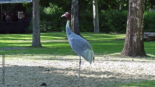 The Sarus crane, Grus antigone is a large non-migratory crane found in parts of the Indian Subcontinent, Southeast Asia and Australia.  photo