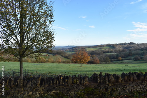 Fototapeta Naklejka Na Ścianę i Meble -  Tree in a beautiful green field in Cotswolds countryside, England, with dry stone wall