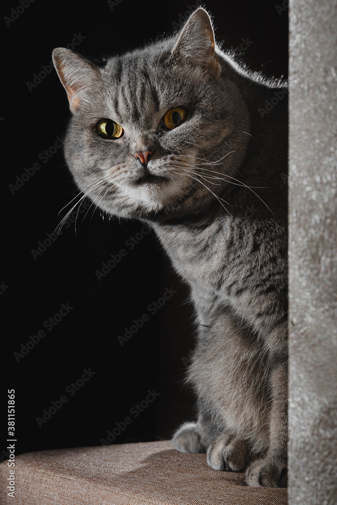 British shorthair tabby cat on a pouf. Portrait of a pet on a black background. Cozy home, keeping and pet care concept.