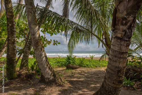 Palm trees on Punta Uva Beach in Puerto Viejo  Costa Rica