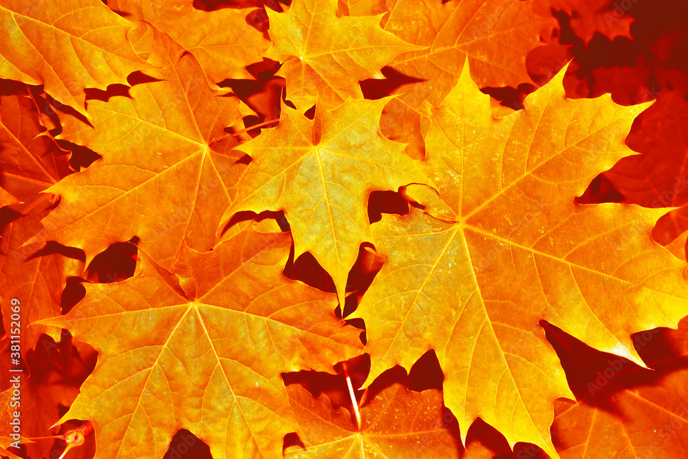 autumn landscape with bright colorful foliage. Indian summer. autumn landscape with bright colorful foliage. Indian summer.