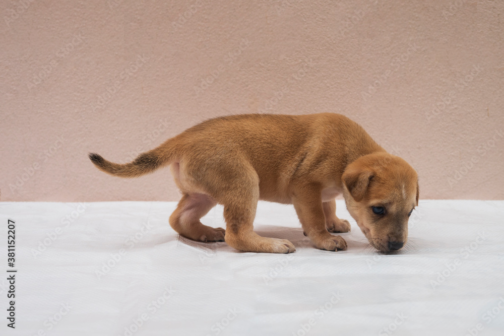 Brown hybrid puppy dog is walking, sniffing, surveying on white floor iwith copy space Brown hybrid puppy dog is walking, sniffing, surveying on white floor iwith copy space