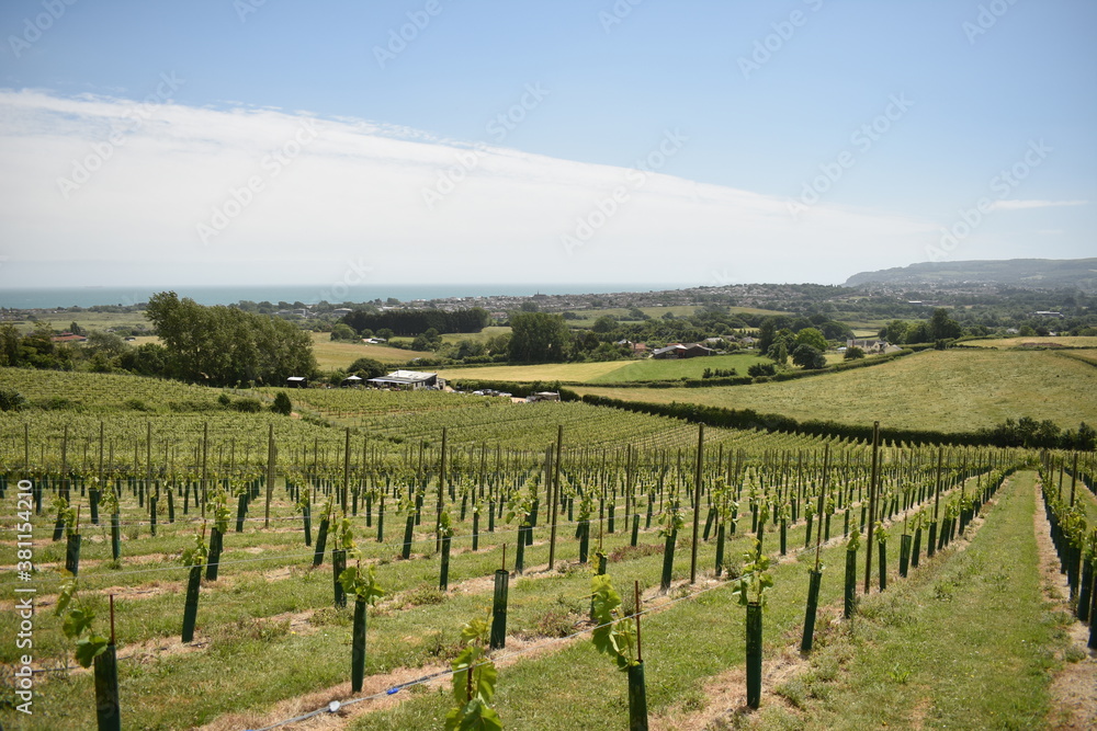 A English vineyard set on a hillside on a sunny day in Cornwall