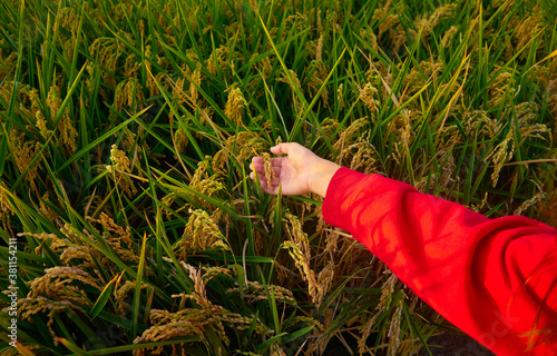 Girl's hand with red sweatshirt, caresses rice plants at sunset