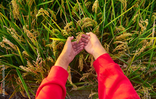 Girl's hand with red sweatshirt, caresses rice plants at sunset