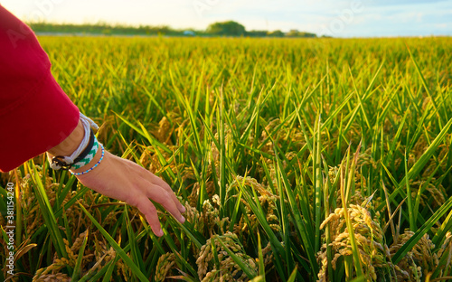 Girl's hand with red sweatshirt, caresses rice plants at sunset