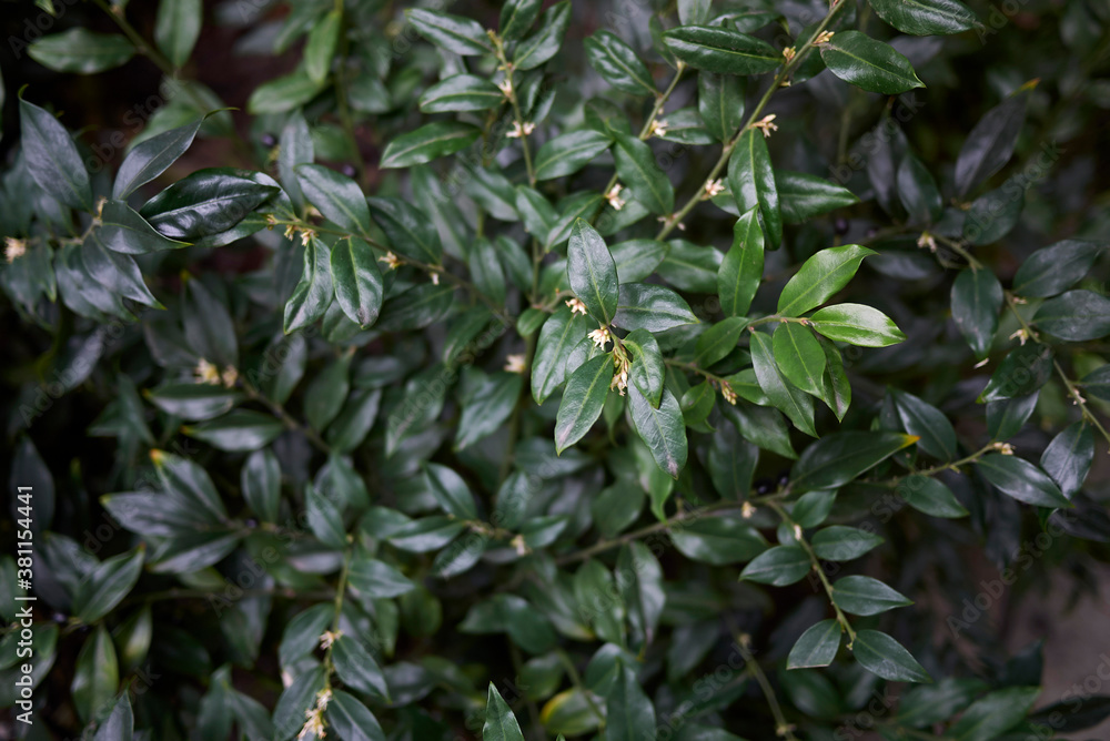 Fototapeta premium Sarcococca hoockeriana