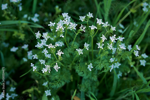 Scandix pecten-veneris photo