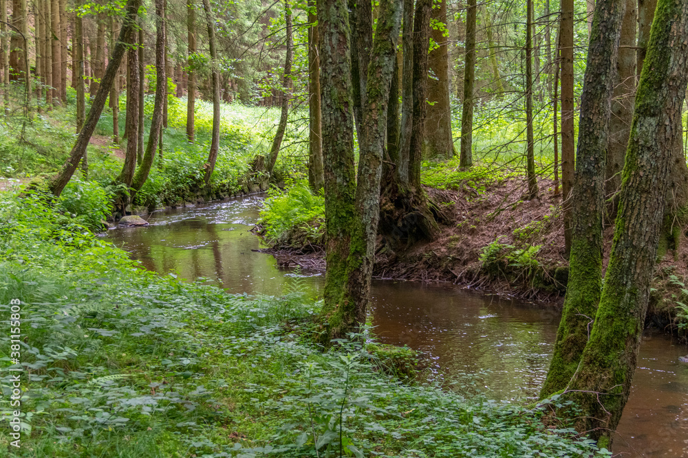 nature reserve in the Bavarian Forest nature reserve in the Bavarian Forest