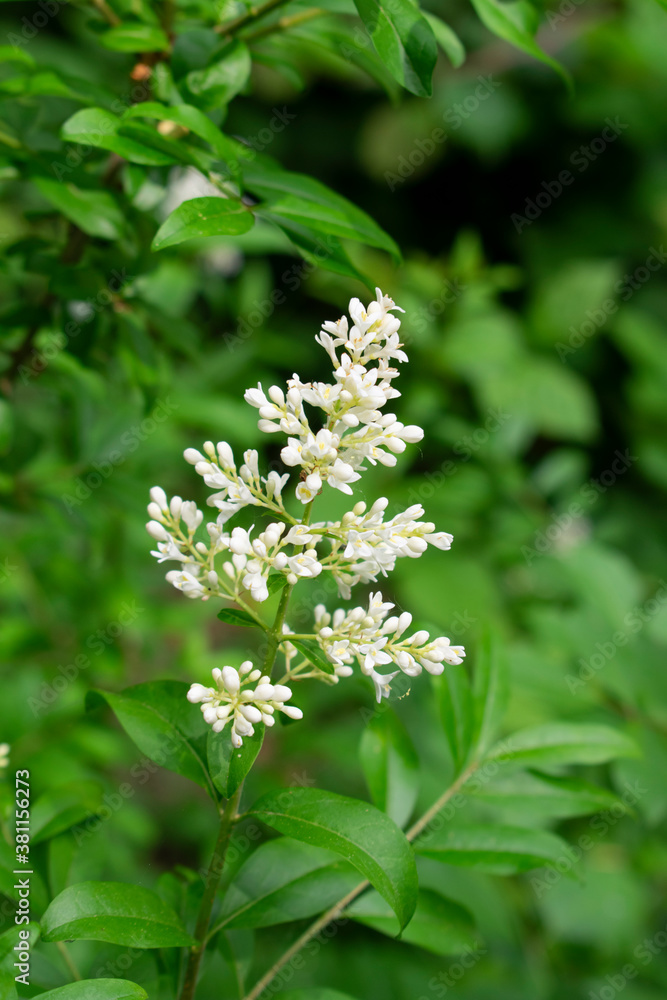 Privet (Ligustrum vulgare), shrub with small white flowers Privet (Ligustrum vulgare), shrub with small white flowers