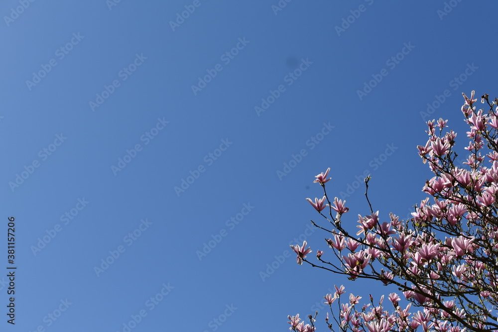 Pink blossom tree with clear blue sky forming most of background Pink blossom tree with clear blue sky forming most of background