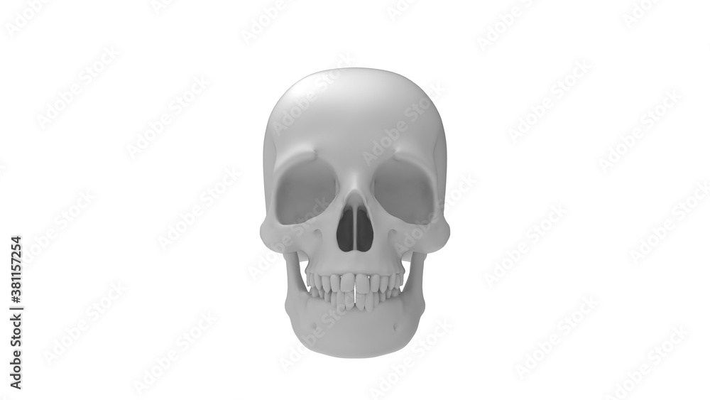 Fototapeta premium 3D rendering of a human skull head bone person isolated
