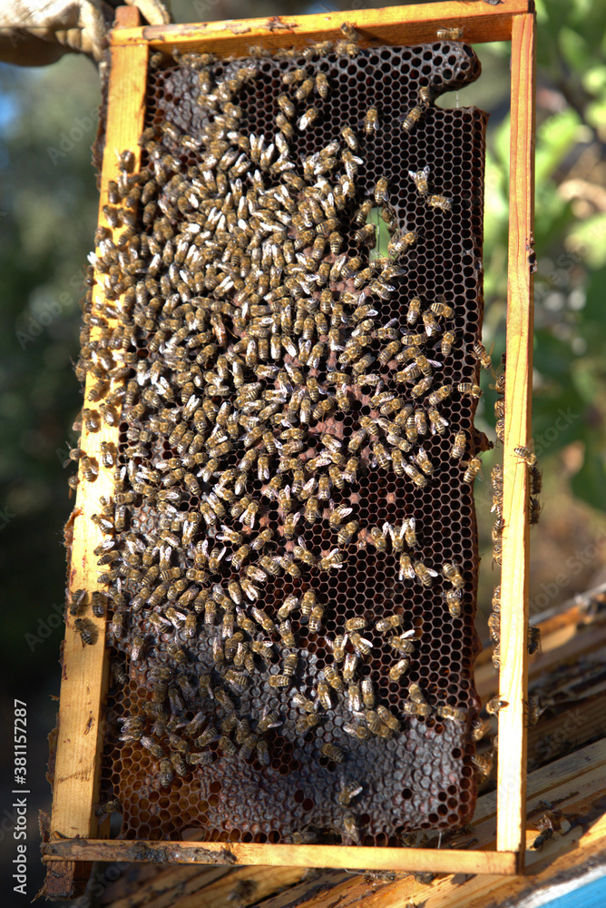 honey harvest from beehives, bees in honeycombs. organic honey, from pine and other flowers honey harvest from beehives, bees in honeycombs. organic honey, from pine and other flowers