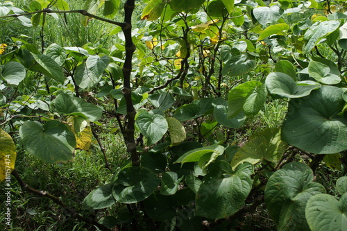 Tropical Kava plant, from the roots of which a low-alcohol drink is prepared in Fiji