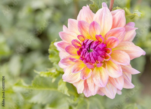 View of head of the flower dahlia "crazy love"