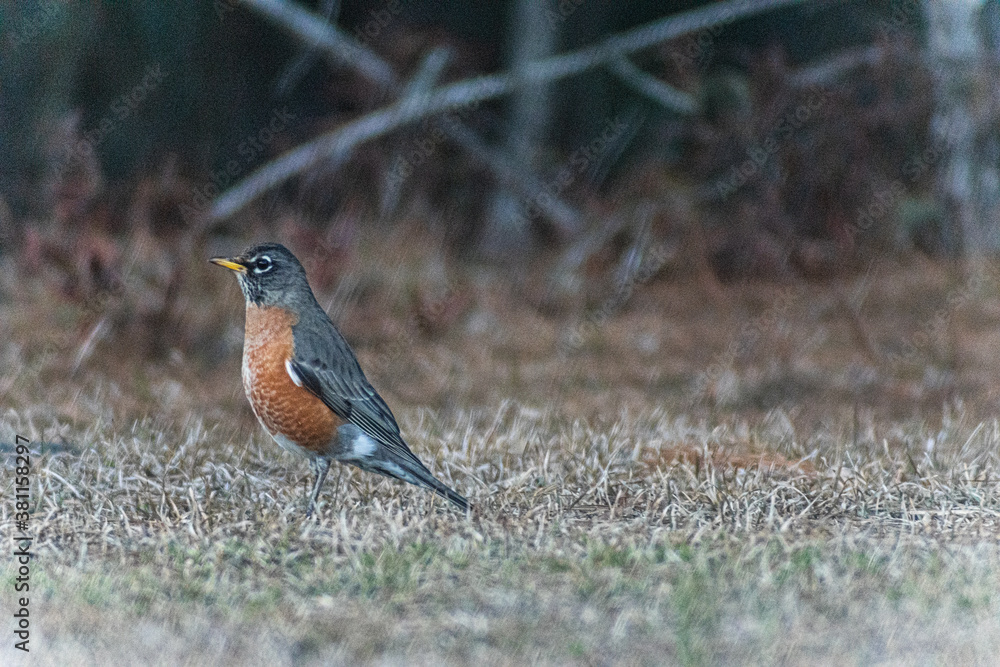 Fototapeta premium American Robin