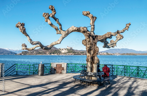 Old tree in the lake front of Arona with the lake and Angera in background photo