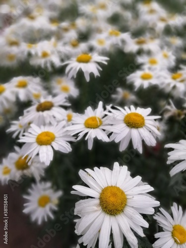 a huge field of beautiful white daisies with a yellow center on a blurry background. Flower Wallpaper