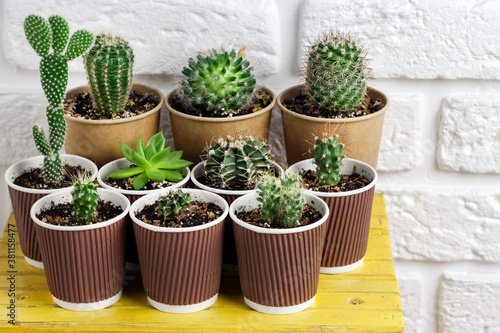 Cactus and succulent plants collection in paper cups on small yellow table