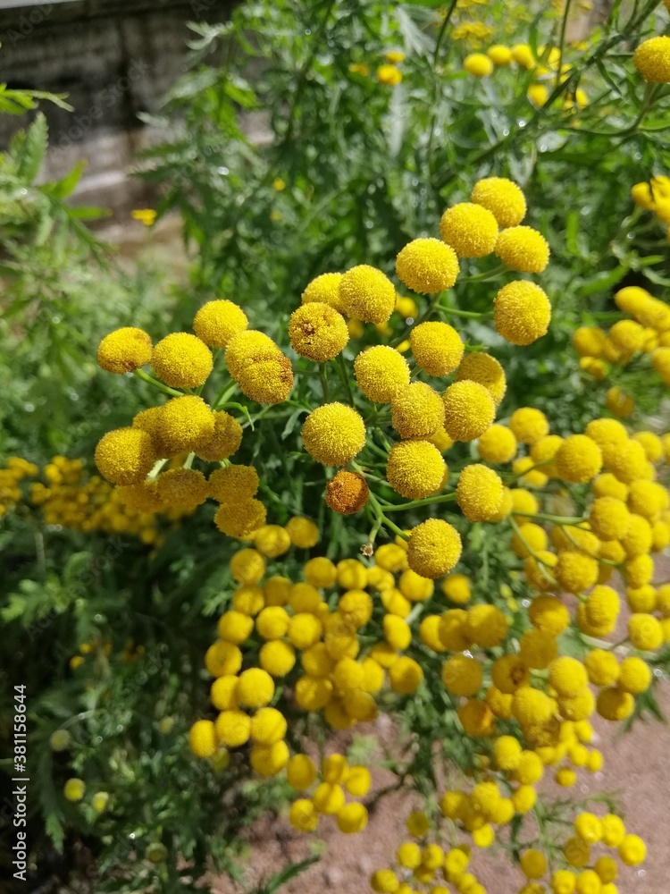 delicate round yellow balls of Tansy or Tanaceti flores. A beautiful medicinal plant. Flower Wallpaper delicate round yellow balls of Tansy or Tanaceti flores. A beautiful medicinal plant. Flower Wallpaper