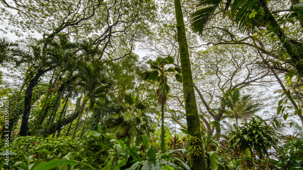 Fototapeta premium Beautiful tropical park. Hawaii island